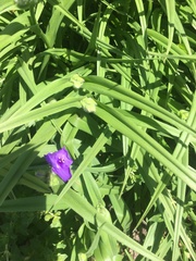 Tradescantia × andersoniana