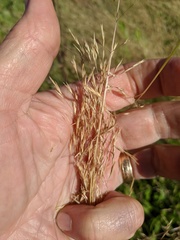 Deschampsia danthonioides