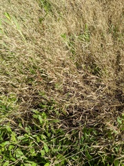 Deschampsia danthonioides
