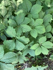 Parthenocissus quinquefolia