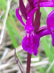 Dactylorhiza traunsteineri