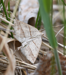Petrophora subaequaria
