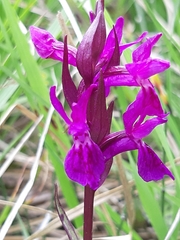 Dactylorhiza traunsteineri