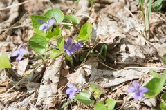 Viola cucullata