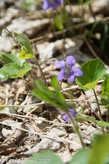 Viola cucullata