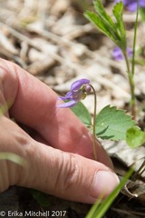 Viola cucullata