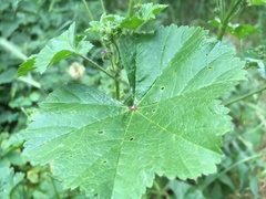 Malva sylvestris