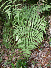 Blotiella