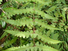 Blotiella