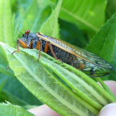 Magicicada cassinii