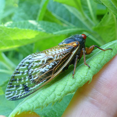 Magicicada cassinii