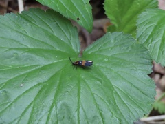 Calopteron discrepans