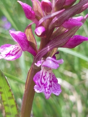 Dactylorhiza traunsteineri