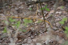 Aurantioporthe corni