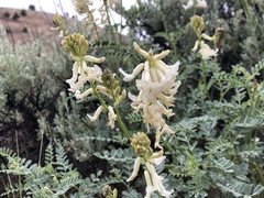 Astragalus curvicarpus