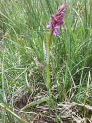 Dactylorhiza traunsteineri