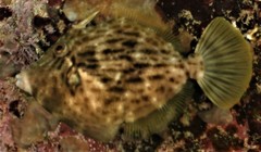 Stephanolepis cirrhifer