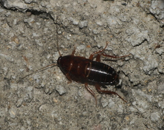 Hebardina concinna