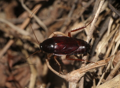 Hebardina concinna
