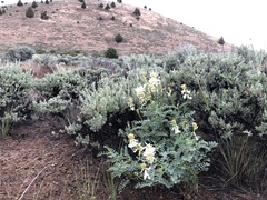 Astragalus curvicarpus