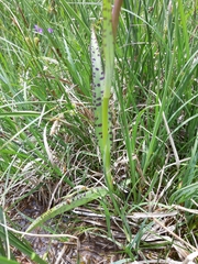 Dactylorhiza traunsteineri