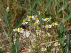 Matricaria
