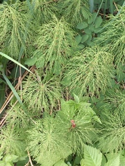 Equisetum sylvaticum image