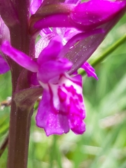 Dactylorhiza traunsteineri