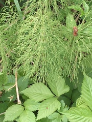 Equisetum sylvaticum image