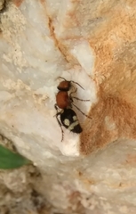 Ronisia brutia