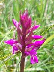 Dactylorhiza traunsteineri