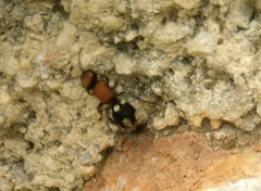 Ronisia brutia
