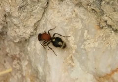 Ronisia brutia