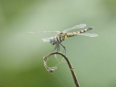 Brachydiplax sobrina