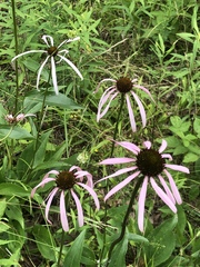 Echinacea laevigata