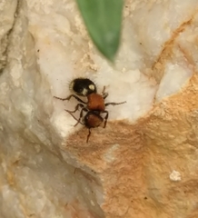 Ronisia brutia
