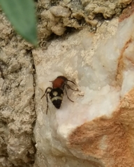 Ronisia brutia