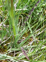 Dactylorhiza traunsteineri