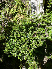 Saldinia myrtilloides image