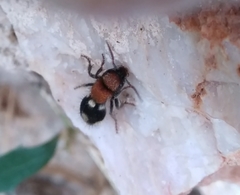 Ronisia brutia