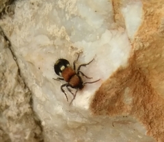 Ronisia brutia