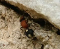 Ronisia brutia