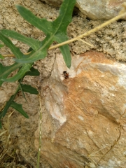 Ronisia brutia