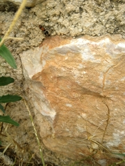 Ronisia brutia