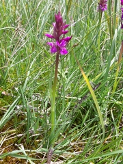 Dactylorhiza traunsteineri