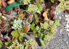 Origanum onites