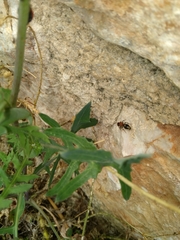 Ronisia brutia