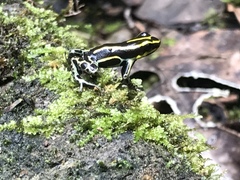 Ranitomeya variabilis