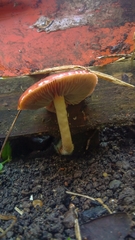 Basidiomycota