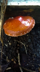 Basidiomycota